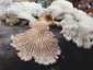 Hasadtlemezű gomba (Schizophyllum commune), Budai-hegység